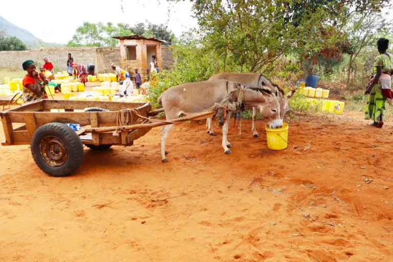 donkey in msorongo taita taveta-mazido